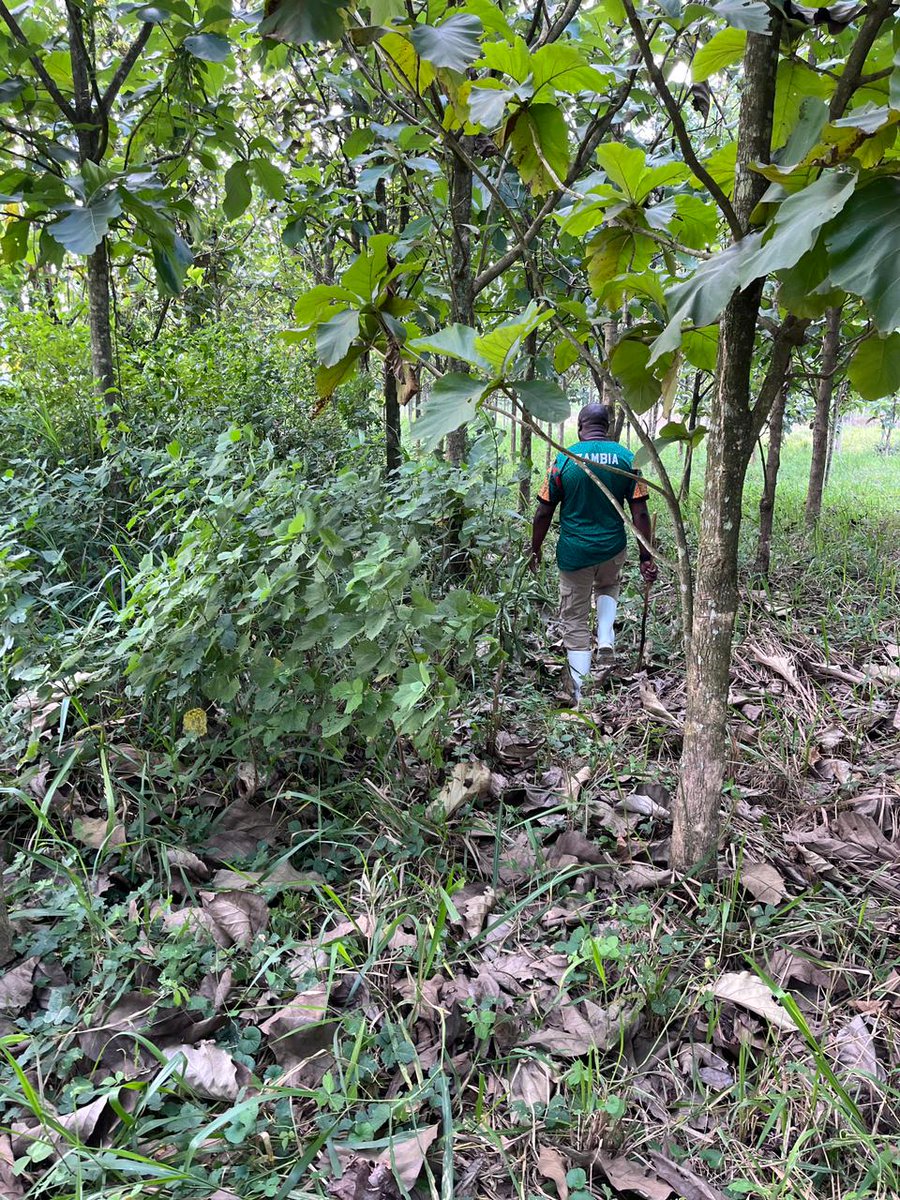 The freshness and peace in these trees, Tick trees forest is keeping the world green and commercial venture. My kids will enjoy. These are now 10 years