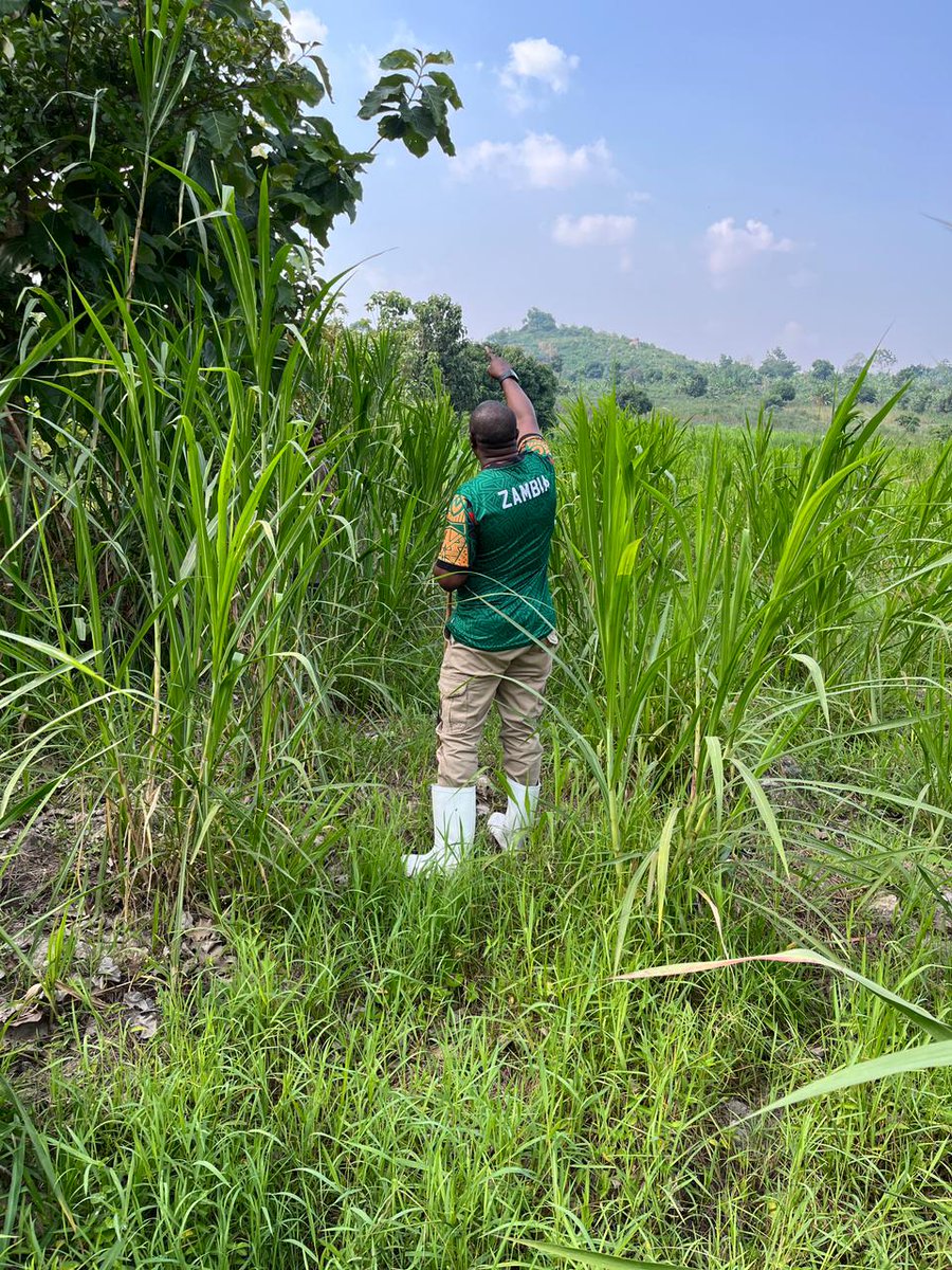 Fresh brewed tea while gardening