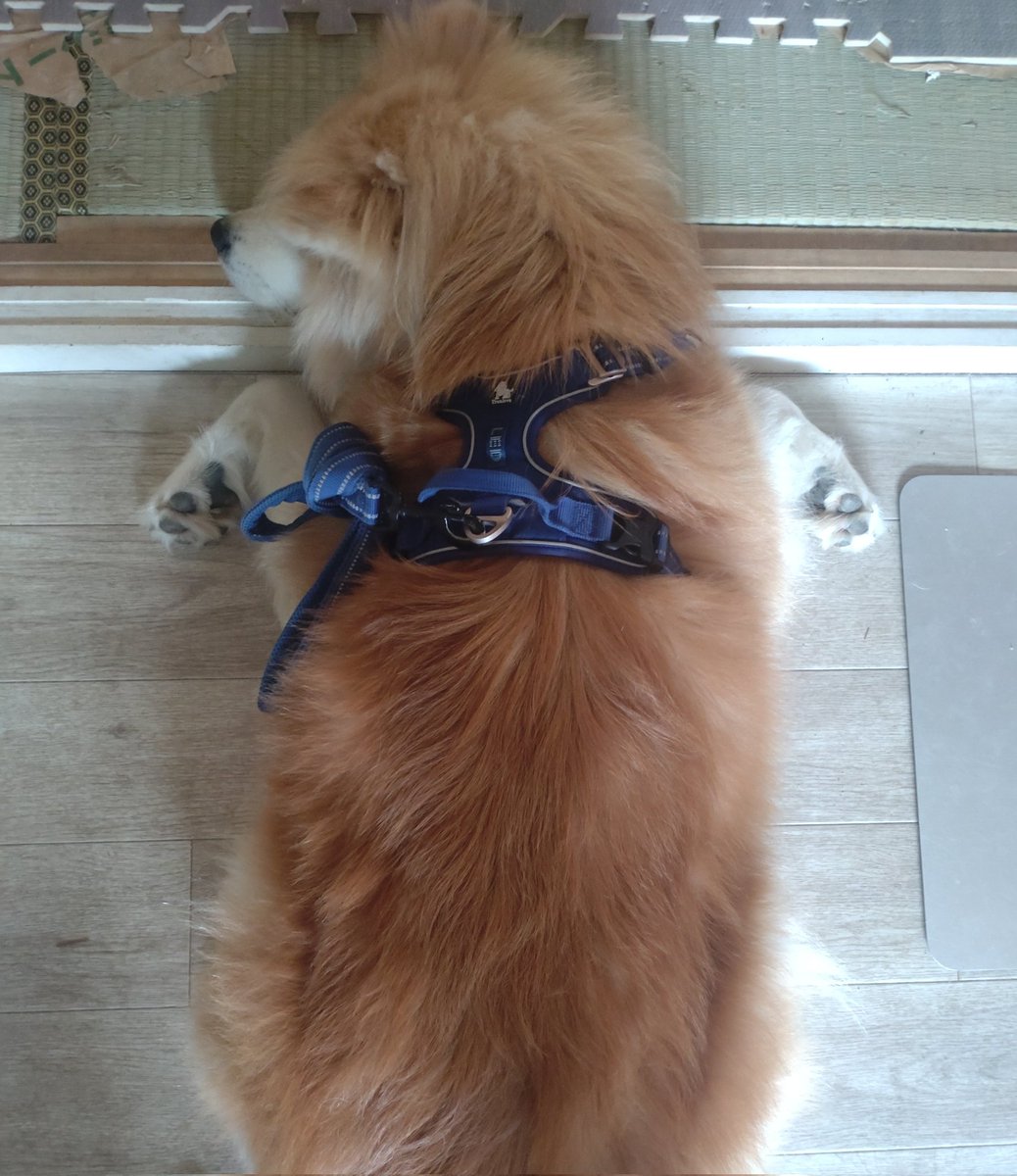 yankoha0211's tweet photo. なんかむっちむち、、、😂（笑）

#秋田犬　#もふもふ https://t.co/uShH3STFjL