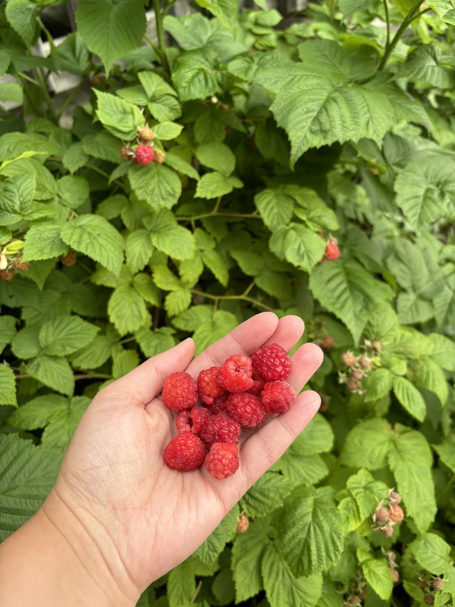 MsKPell's tweet photo. Fresh picked morning snack 👩🏻‍🌾 https://t.co/ri4co9iAI0