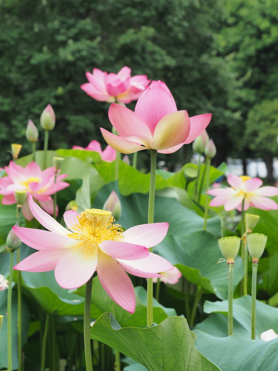 mieti_3's tweet photo. 満開☆ #蓮 #修景池 #郷土の森公園 #penf #60macro https://t.co/PZrTmsrjrR