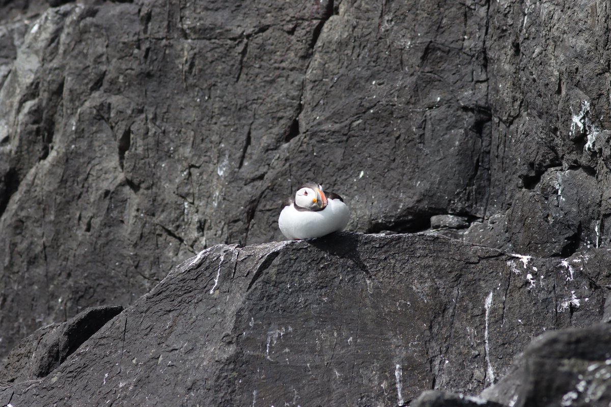 Tom_Darron's tweet image. Tkane me ages to geg round to posting these, but heres a puffin from my trip to the farne islands a few weeks ago, 📸05.06.24