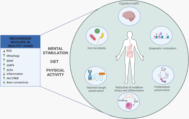 IberianCitizen's tweet photo. La dieta, estimulación mental y ejercicio impactan en mecanismos q previenen enfermedades relacionadas con la edad mejorando neuroplasticidad y salud cognitiva, mantienen función muscular, y reducen riesgo de cáncer, fragilidad y #ECV
#dieta #ejercicio
https://t.co/4UWh3y8wDi https://t.co/gB1gT7VMi7