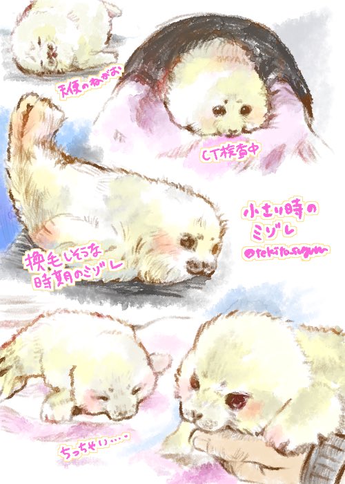 すぐる🦭 (@tekito_suguru) on Twitter photo 