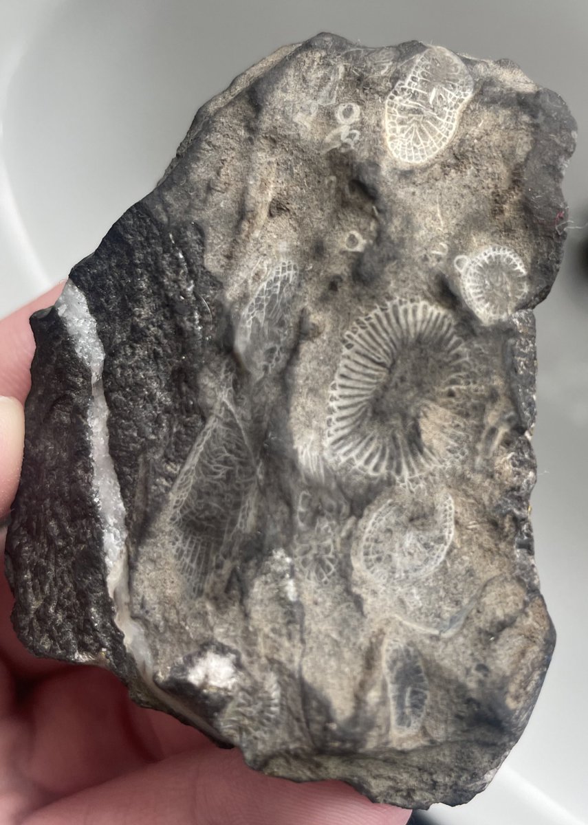Greenglitter3's tweet image. Can anyone help tell us what this fossil is?? My son found it yesterday next to a small river by our house in wales. Any help would be appreciated 🙏🏻😊 #fossils #fossil