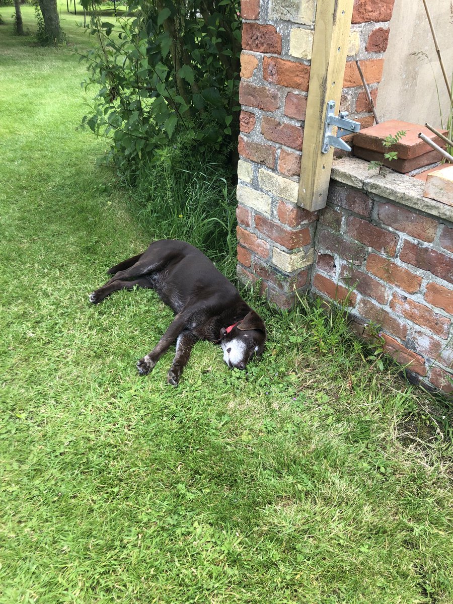Helping mum garden is exhausting! Or in dog speak it’s very ruff ruff!