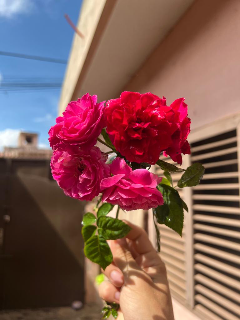 danniwayne's tweet image. Rosiers de différentes couleurs disponibles immédiatement. Commander vos bouquets de roses 100% biologique à l'avance.