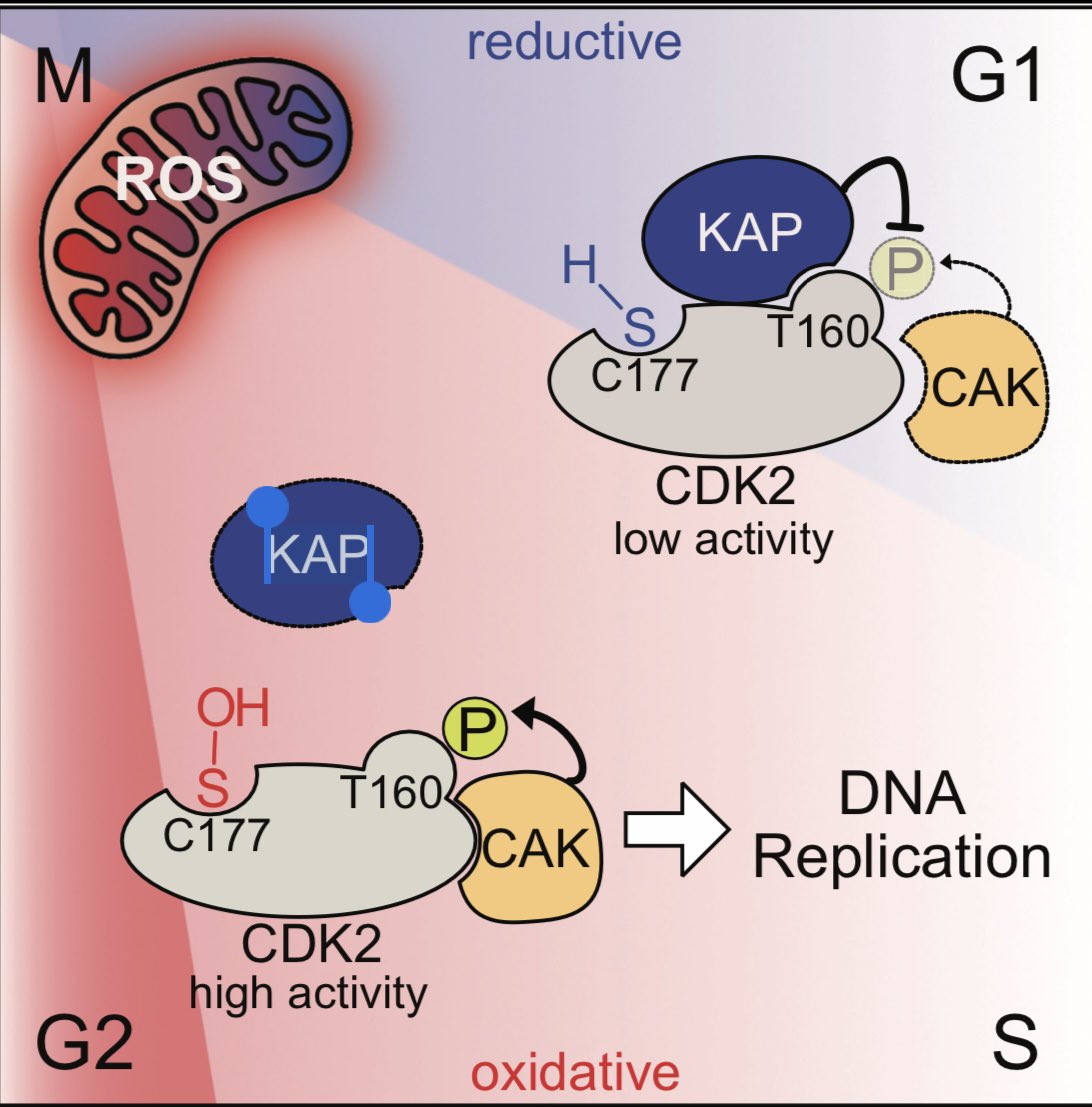 Madam_Mito's tweet image. cell.com/developmental-…
Mitochondria act as checkpoints and regulators of the cell cycle.
Controlling the rate of proliferation.