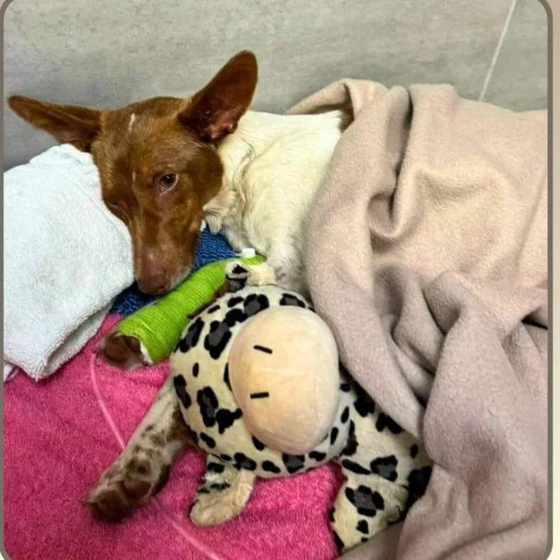 #Barcelona
Contacto; 
info@galgoscatalunya.es

Se busca ACOGIDA URGENTE para #TROPI

La han operado recientemente debido a un atropello, necesita cuidados diarios.

¿ Le abres las puertas de tu hogar ?