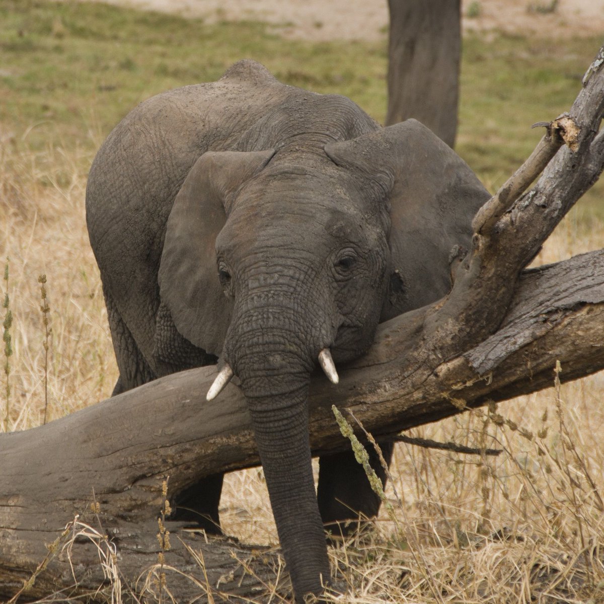Sunday snooze... 🐘 #weekendvibes
