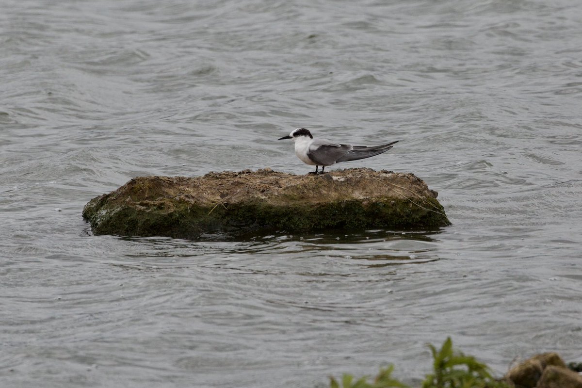 map_small's tweet photo. Very dark 1st Y type possible Arctic/ Black hybrid ? Tern photo’d recently at Seaforth https://t.co/L90bhXbE8p