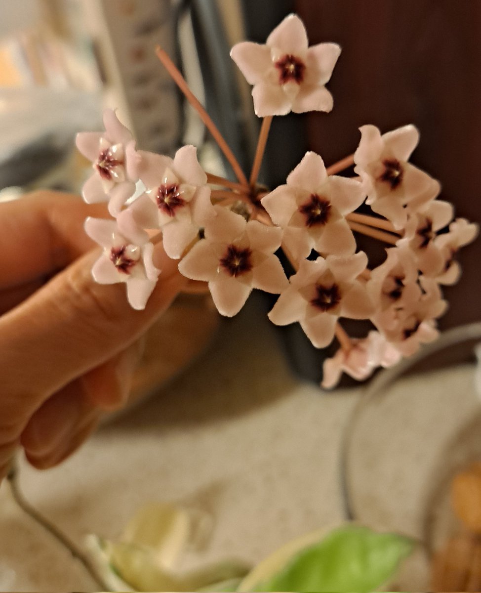 몇 년전
친구가 다이소에서 샀다며 화분을 두개 선물해주었다. 그 중 하나의 화분에서 2년 전부터 별을 닮은 꽃을 피운다.
베란다에 두었던 화분을 거실로 옮겼다🌸