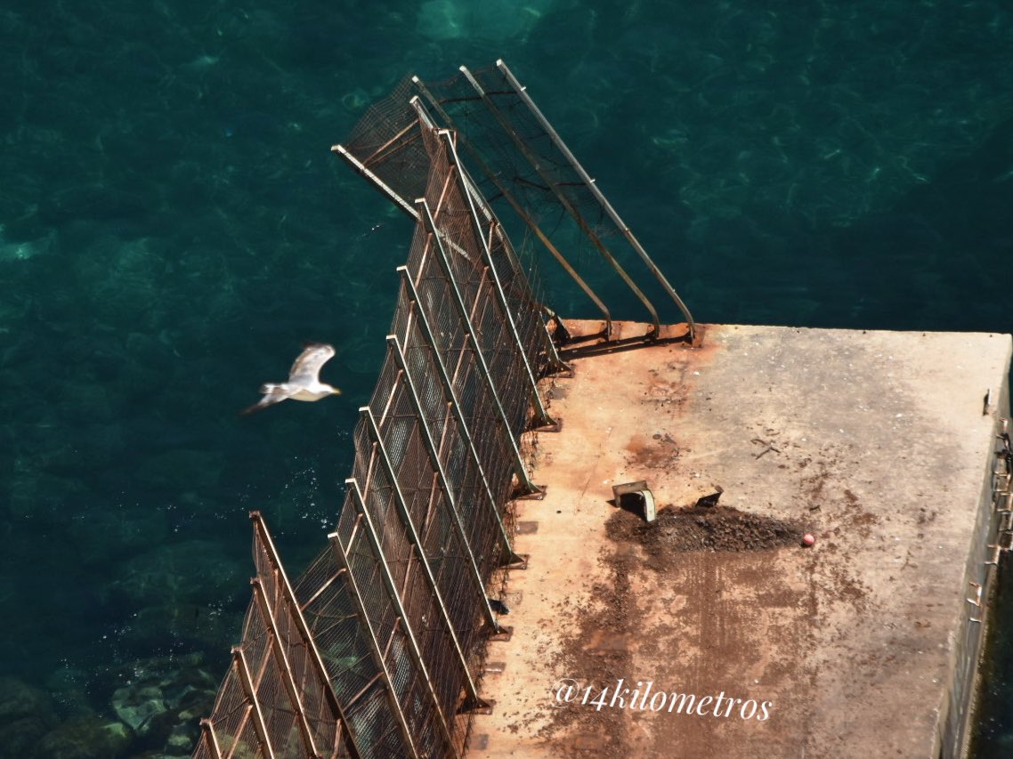 Frente a las prioridades migratorias de algunos …, la insurrecta naturaleza no entiende de fronteras...