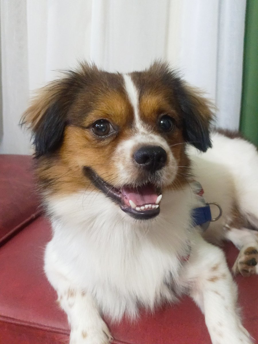 _deabydayy's tweet photo. Hai Twitter moots/random viewers!

My dog Yuki is currently sick, he unfortunately caught a virus that's very fatal among dogs, I would just like to ask for your help to pray for him, it may not seem much and otherwise dumb, but just that extra boost of strength - https://t.co/AnDgN4deh9