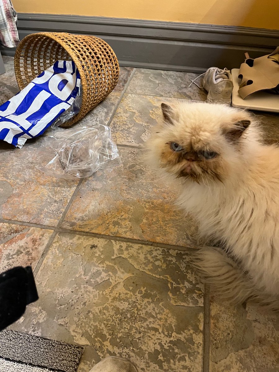 Homer here-Me had the trash can tipped over before Mommy got out of bed. She picked it up and then me did it again. Plastic bags are fun to chew.Yep it's #TrashCanSunday! Have a great day Frens😻