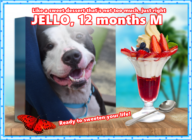 5 great dogs with euth orders. NYCACC says they only have till 6pm EST before they die. Not 1 mean, not 1 sick, 1 even adoptable! STEP UP if U R btw Maine - N. Va U can foster/adopt FM <a href="/notthesameone2/">Not the Same</a> FAST! Don't let JELLO die alone &amp; afraid.