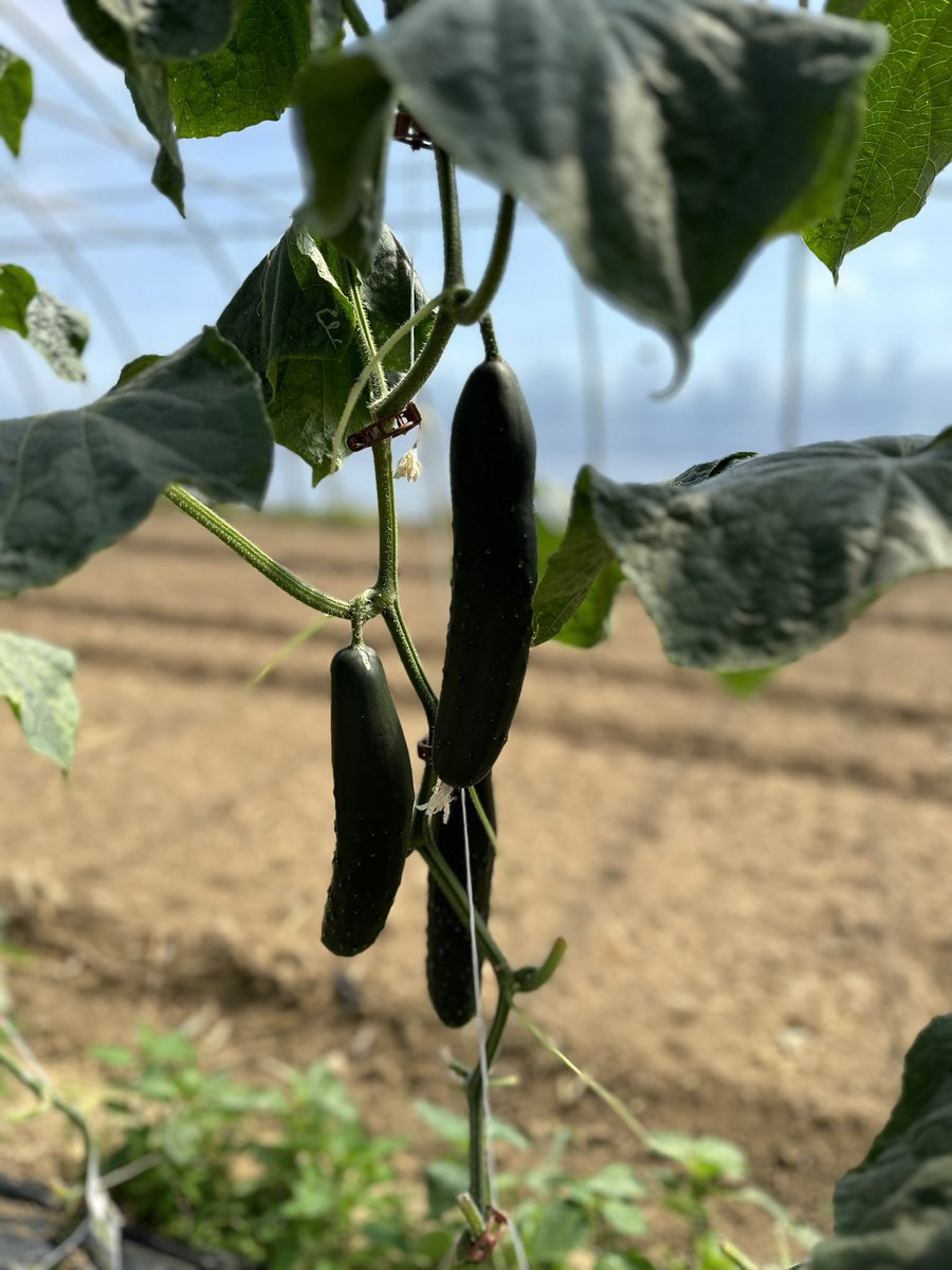 Christophe Grison (@agritof60) on Twitter photo « Silence ça pousse » 😉 dans la serre 👌 <a href="/Fragritwittos/">FranceAgritwittos♥️</a> <a href="/FranceAgricole/">La France Agricole</a> <a href="/FruitsLegumesFR/">Les Fruits et Légumes Frais</a> <a href="/LegumesdeFrance/">Légumes de France</a> <a href="/ReussirFL/">Réussir Fruits & Légumes - FLD</a> <a href="/DesrumauxRegis/">Régis Desrumaux</a> <a href="/MaximeBuffalo/">Maxime Buffalo</a> <a href="/benj_thi/">Benj' Thi🇫🇷🍎🥔</a> <a href="/BruCardot/">Bruno 😅Salut Salut</a> <a href="/RemDumDum/">DumDum #NeRienLaisserPasser</a> <a href="/GuyotVincent02/">GUYOT Vincent</a> <a href="/ggomez_chef/">Guillaume Gomez</a> <a href="/EuroToques1/">Euro-Toques France</a> <a href="/FDSEAOise/">Fdsea60</a> <a href="/laurent_Vtz/">Lt_Vtz</a> <a href="/GrCoopCESE/">Groupe de la Coopération au CESE</a> <a href="/MFesneau/">Marc Fesneau</a> <a href="/adivalor/">Adivalor</a> « Silence ça pousse » 😉 dans la serre 👌 <a href="/Fragritwittos/">FranceAgritwittos♥️</a> <a href="/FranceAgricole/">La France Agricole</a> <a href="/FruitsLegumesFR/">Les Fruits et Légumes Frais</a> <a href="/LegumesdeFrance/">Légumes de France</a> <a href="/ReussirFL/">Réussir Fruits & Légumes - FLD</a> <a href="/DesrumauxRegis/">Régis Desrumaux</a> <a href="/MaximeBuffalo/">Maxime Buffalo</a> <a href="/benj_thi/">Benj' Thi🇫🇷🍎🥔</a> <a href="/BruCardot/">Bruno 😅Salut Salut</a> <a href="/RemDumDum/">DumDum #NeRienLaisserPasser</a> <a href="/GuyotVincent02/">GUYOT Vincent</a> <a href="/ggomez_chef/">Guillaume Gomez</a> <a href="/EuroToques1/">Euro-Toques France</a> <a href="/FDSEAOise/">Fdsea60</a> <a href="/laurent_Vtz/">Lt_Vtz</a> <a href="/GrCoopCESE/">Groupe de la Coopération au CESE</a> <a href="/MFesneau/">Marc Fesneau</a> <a href="/adivalor/">Adivalor</a>