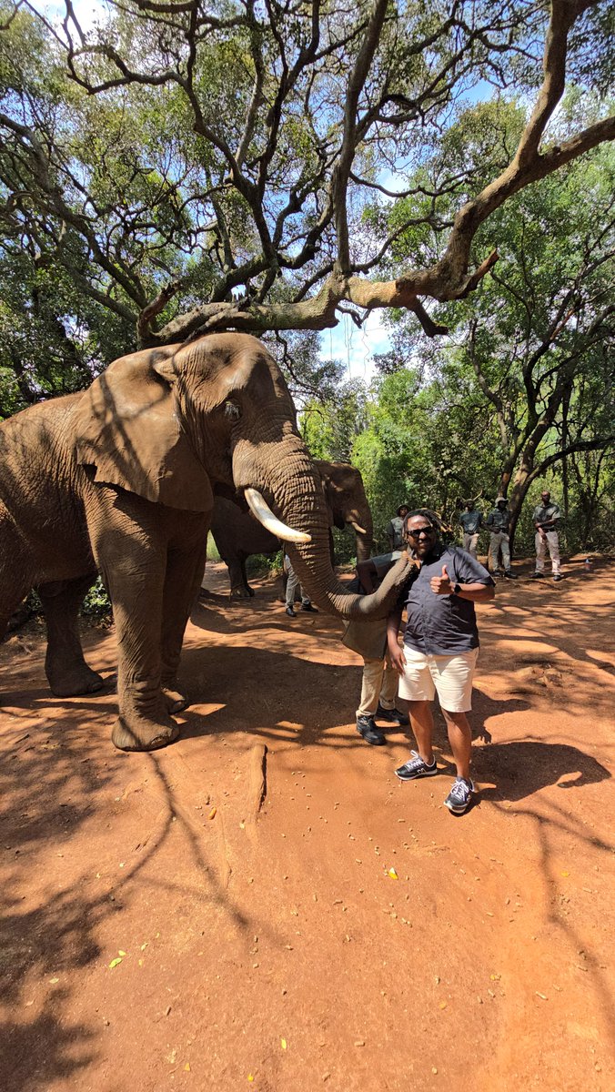 ExploreJoburg's tweet photo. Fun in the sun at #ElephantSanctuary for the interactive tours

#ExploreJoburg 
#SouthAfrica #Elephants #DayTours #Bucketlist https://t.co/qNdG9ocB8c