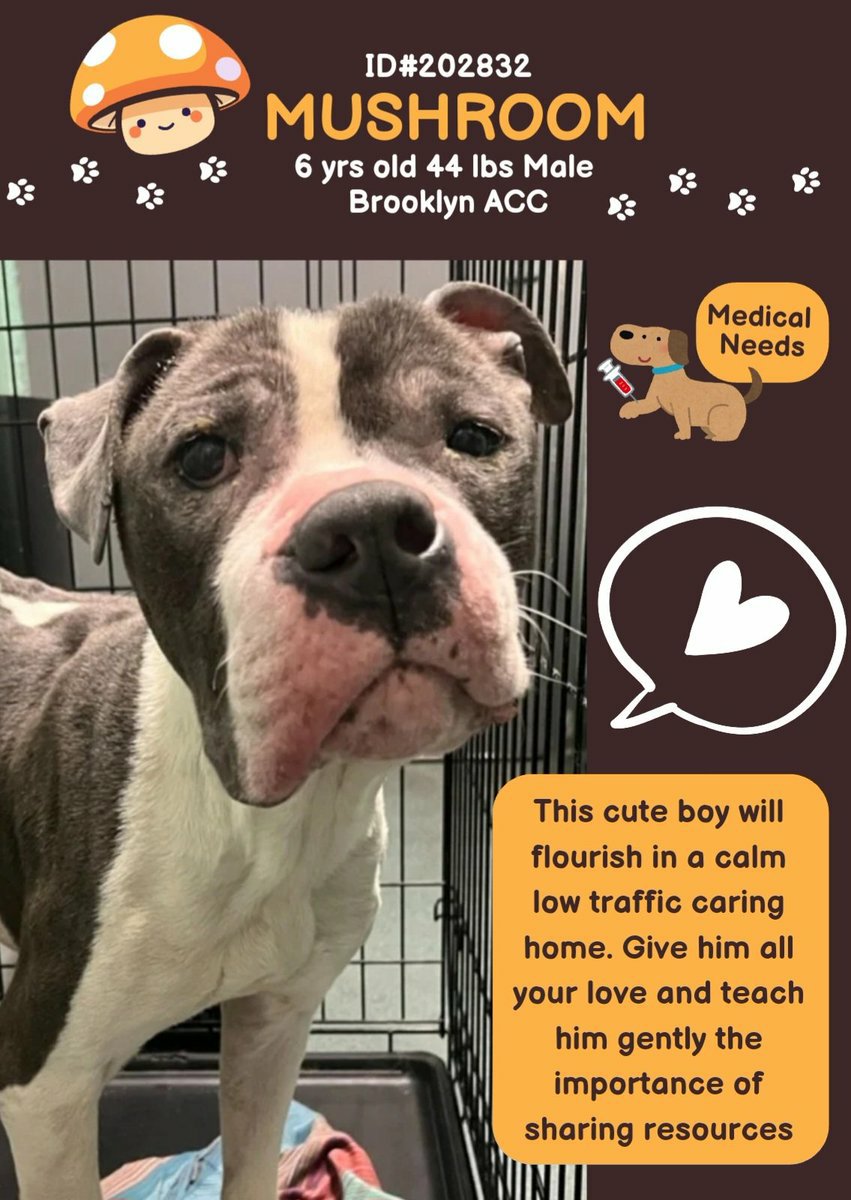 💔 New Intake MUSHROOM Medical 6yrs 202832 #BACC  Darling boy looks so sad very thin doesnt like to share his possessions easily rectified needs #Foster #Adopter to love him in a calm low traffic home Dm <a href="/CathyPolicky/">Cathy Policky</a> <a href="/SuzanneSugar/">Suzanne</a> #FostersSaveLives #Adoptme 🙏🐕❤