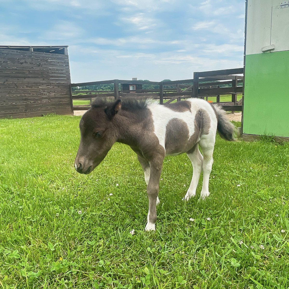 はじめまして🐴アルト♡ 元気になってよかったね♡ #北海道 #日高町