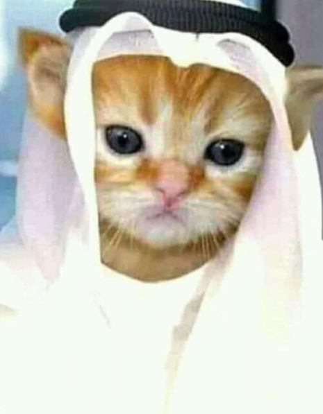 PrinceOfCATAR's tweet photo. If my ID photo $Habibi is worth 40M, then how much am I worth?

Don't fade $PRINCE https://t.co/t1aKFr3wnE