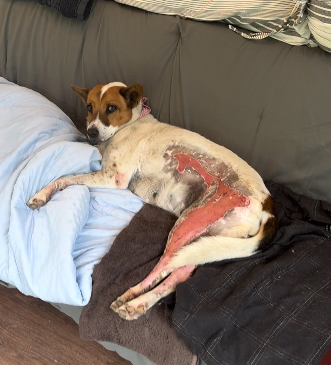 This is the story of Eve. It started sad but has the happiest ending imaginable. 

She lived on the street and was burnt with hot oil and water 6 months ago on Christmas Eve (hence the name).

Its been a long road to recovery but today was a very special day for Eve (1/8)