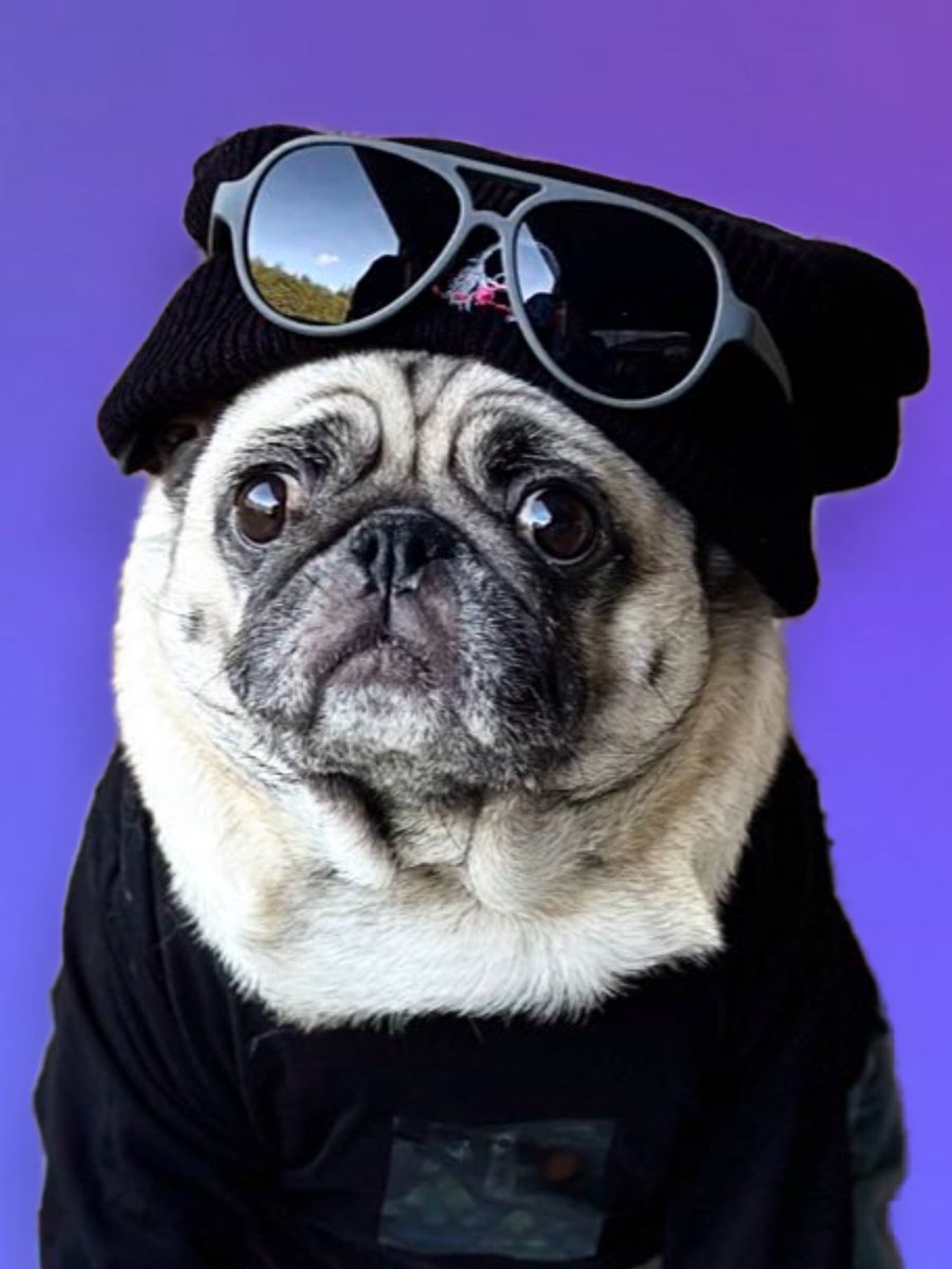 PugslySandy's tweet photo. This pug loves Kim Byeongkwan
🧡🐾🥰

@official_ACE7 
#에이스 #choiceselcaday #csd #byeongkwan #sandypugsly https://t.co/153PDwebQ0