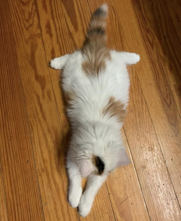 catladybox's tweet photo. 😽 Happy #SundaySplootOff! 😽
A sploot with a little triangle tail! 🐾 Love Baby Bonnie’s adorable #splootybooty! Thank mew for sharing, Jenny M. 💕 https://t.co/mdRlyuut4i