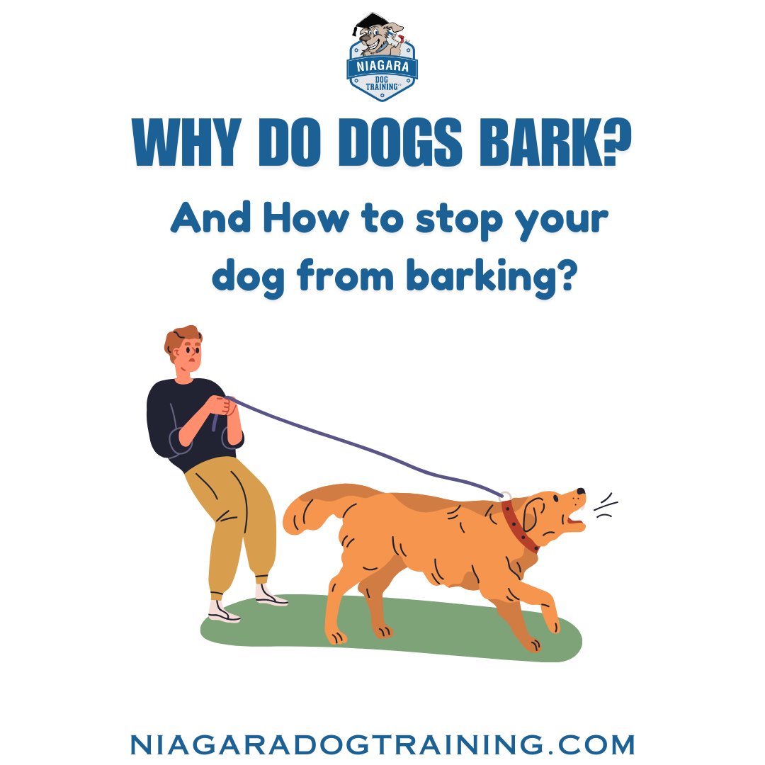 NiagaraDogTrain's tweet image. 🔊 Is your dog a big barker? Manage it with exercise, trigger removal, and the &apos;quiet&apos; command. Tips for a quieter home: niagaradogtraining.com #DogTraining #BarkControl