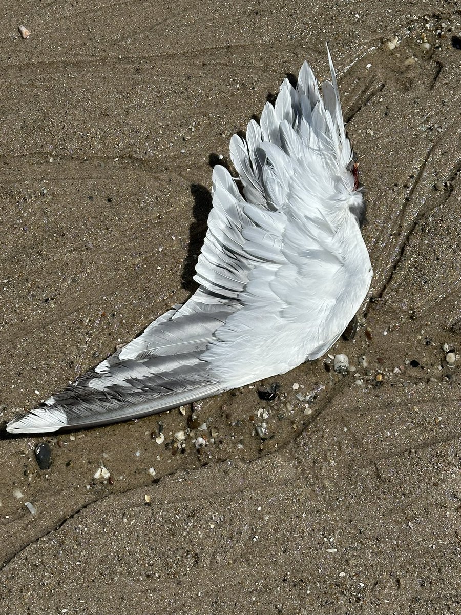 En er gaan dus echt vogels dood door windmolens… Deze lag er pal onder een.