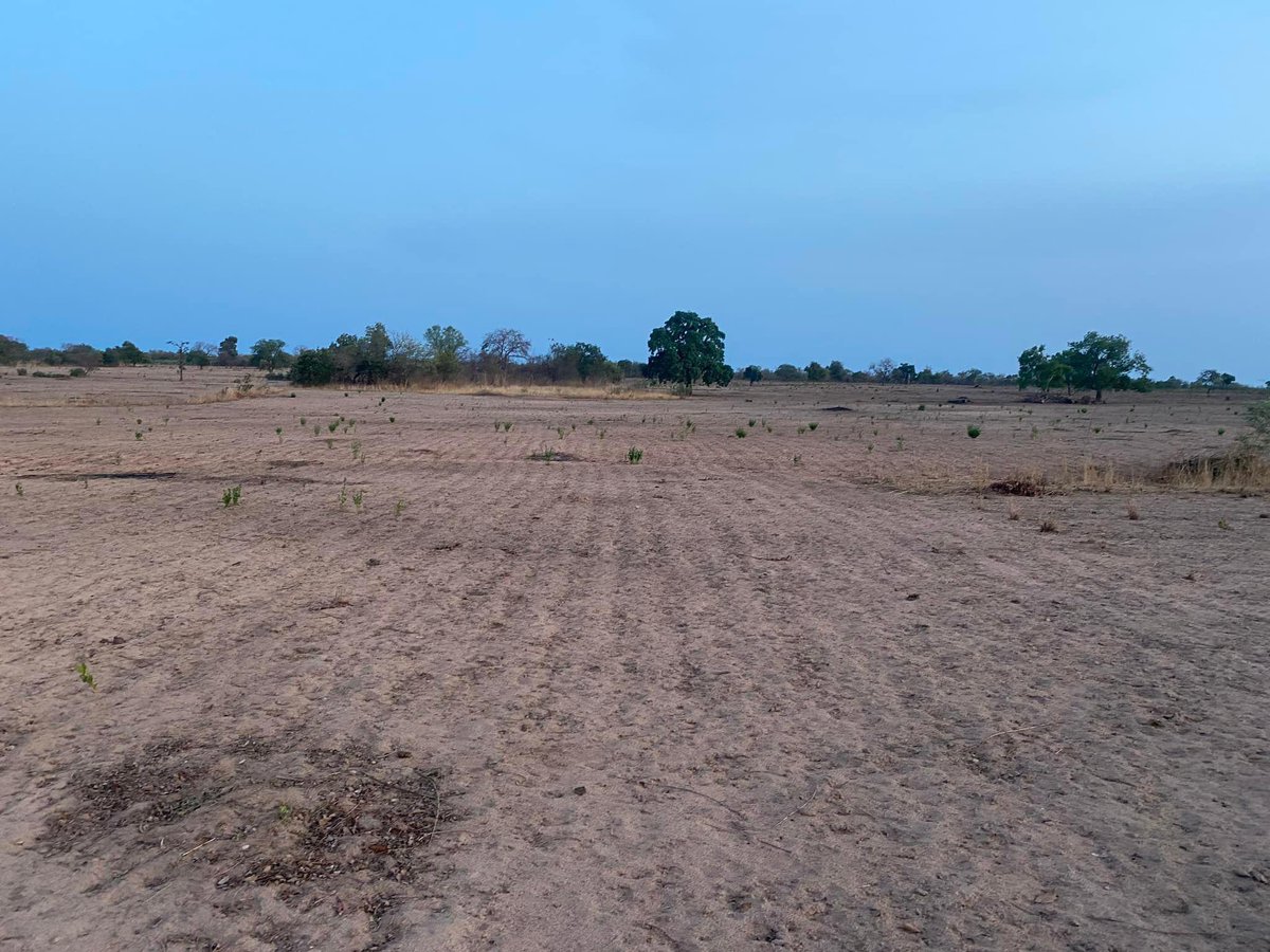 MaslamSanneh's tweet photo. Farms cleared. We wait for rains.
#MFarms https://t.co/omIgUDrc7Q