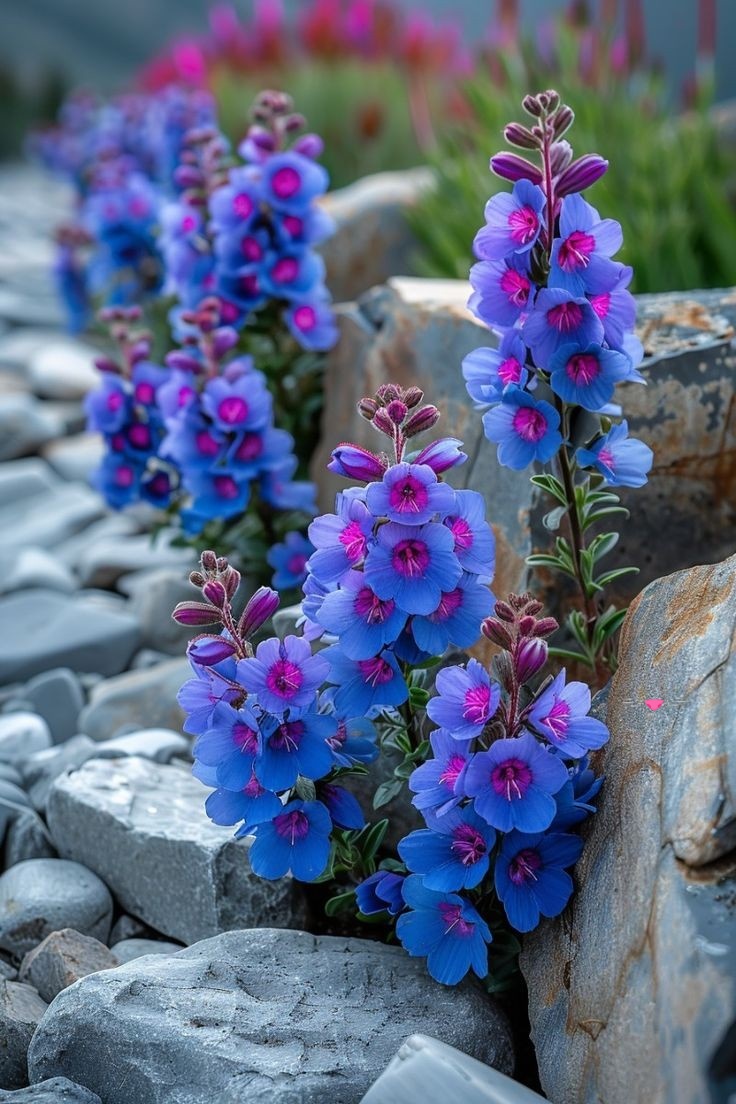 Wonderful flowers 💜
Pinterest 📷