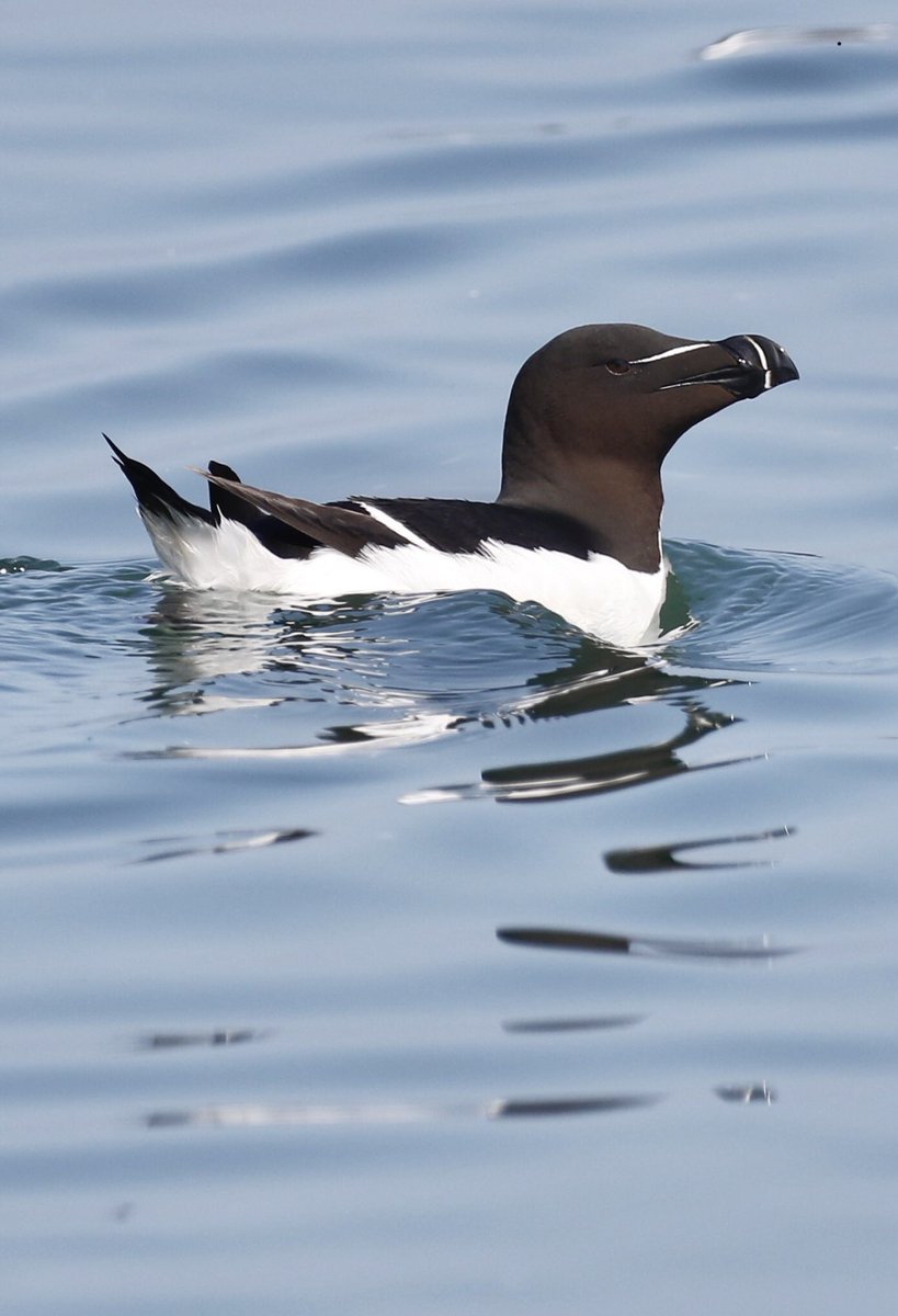 ScratchDial tweet media