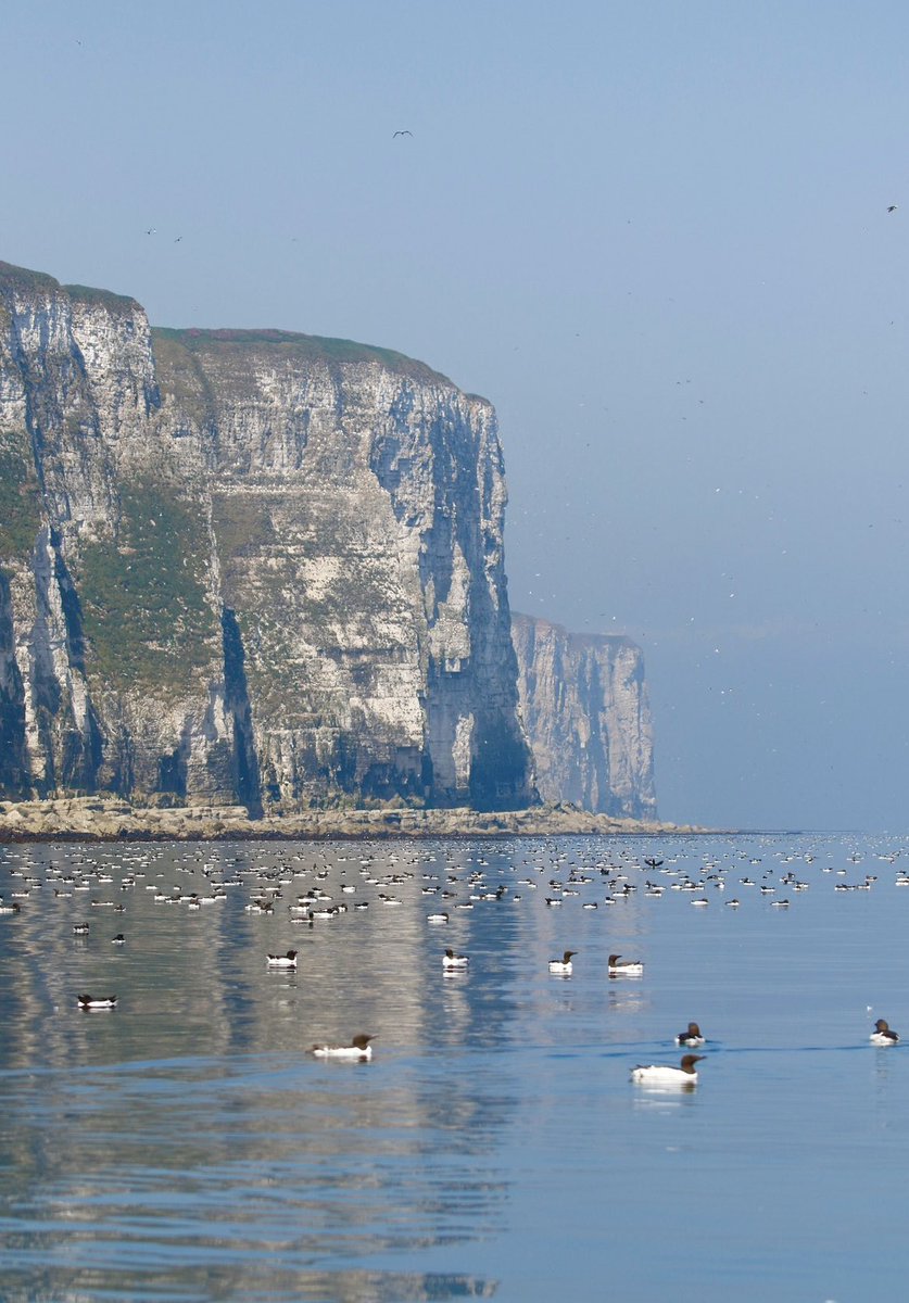 ScratchDial tweet media