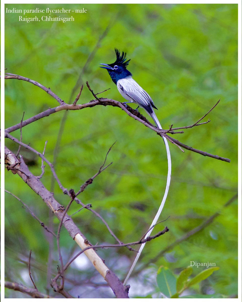 drdipanjan2005's tweet photo. Indian paradise flycatcher(Terpsiphone paradisi) - male 
दूधराज या सुल्ताना बुलबुल

Raigarh,Chhattisgarh
18 June 2024
Canon 800D https://t.co/Xorii6RkJW