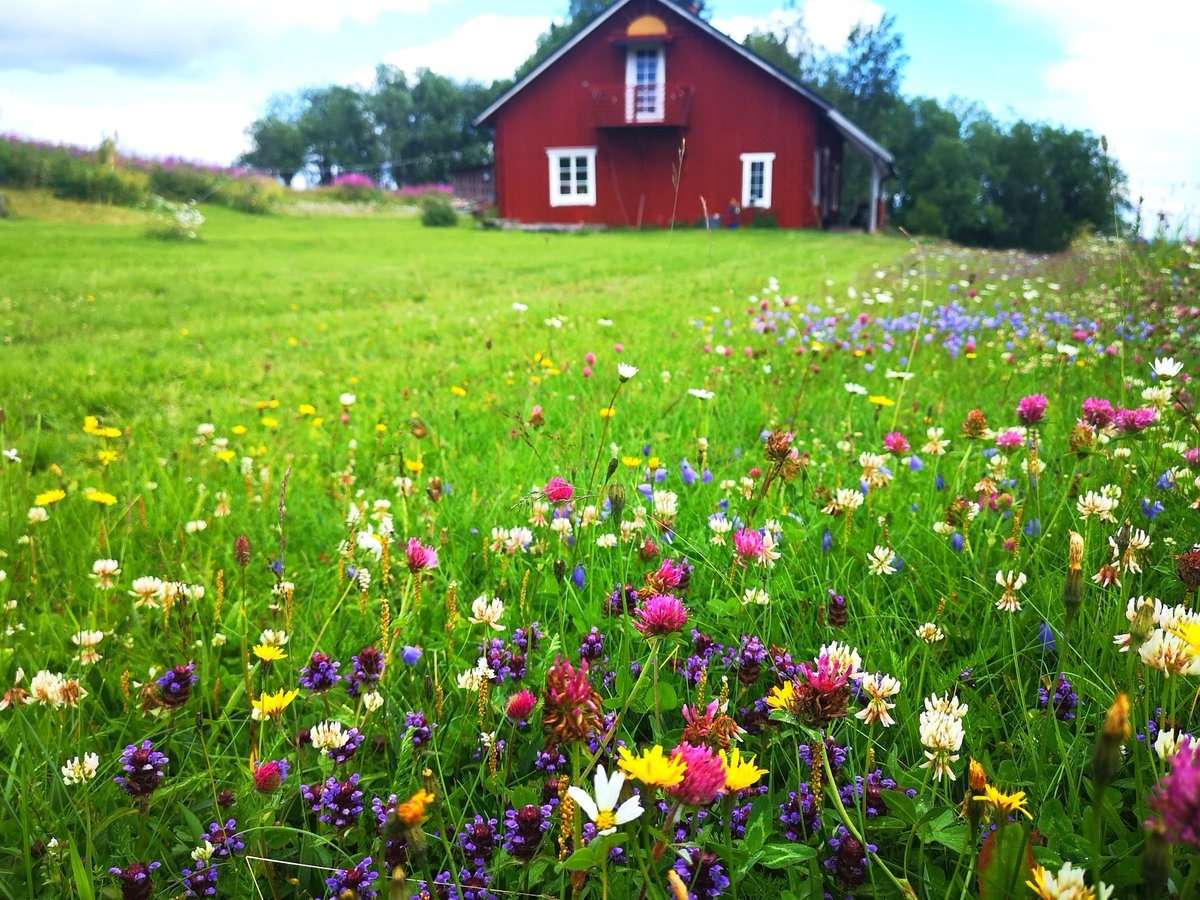 Buenas tardes desde Trekilen, Jämtland, Suecia!