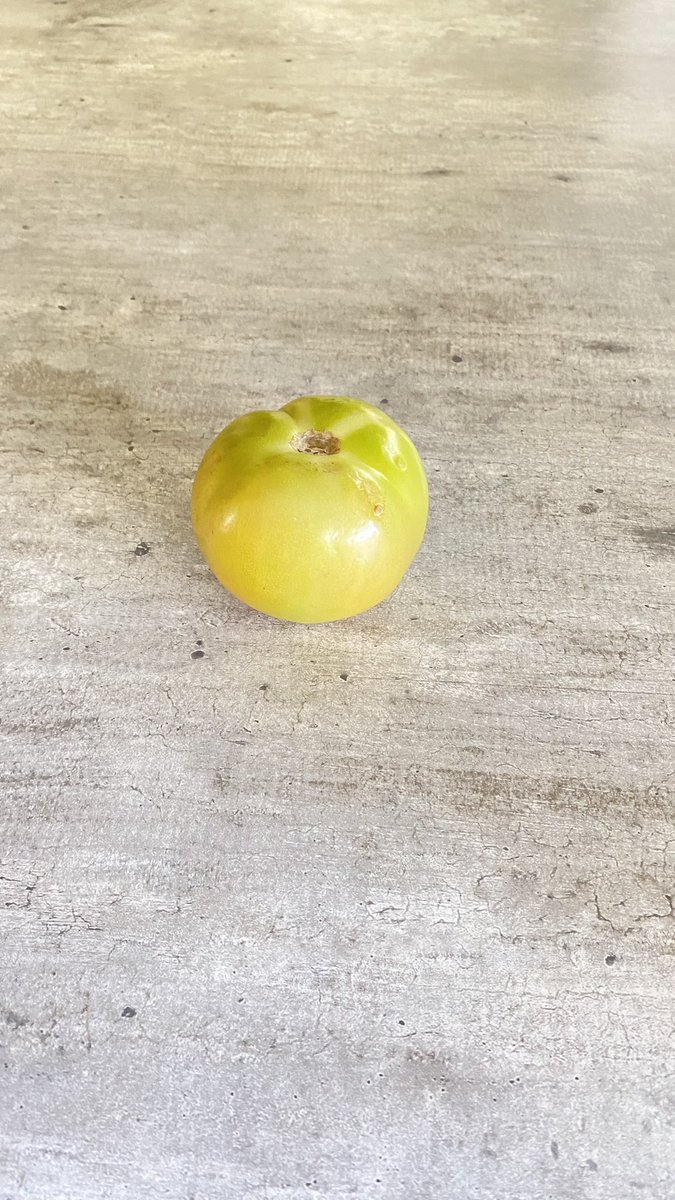 When you buy tomatoes from <a href="/PicknPay/">Pick n Pay</a> ASAP 💀 This is exactly why <a href="/Sixty60_Tweets/">Checkers Sixty60</a> is showing them flames