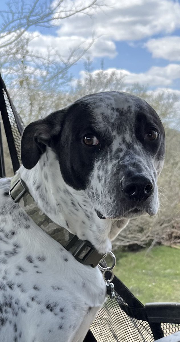 Stopping by to say, I IS GOODEST BOY