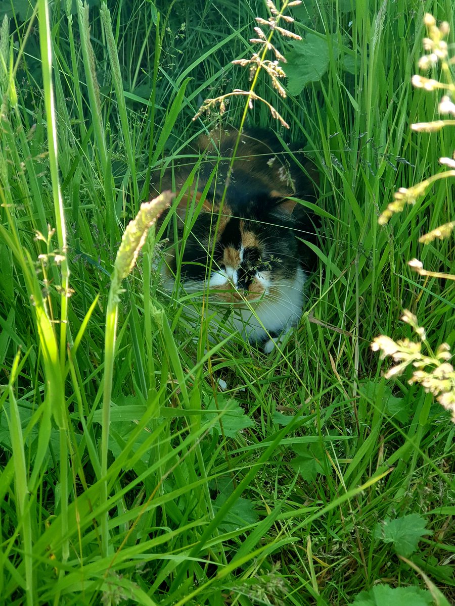 RoodJood's tweet photo. @littlekatmom @kat3796 @planetpakua @KierstenWarren @TiffyLaw3 @LouDPhillips @TonyTodd54 That looks very comfy ❤️  Missy has been making nests in the long grass 🙂 https://t.co/bGG0Q06k3A
