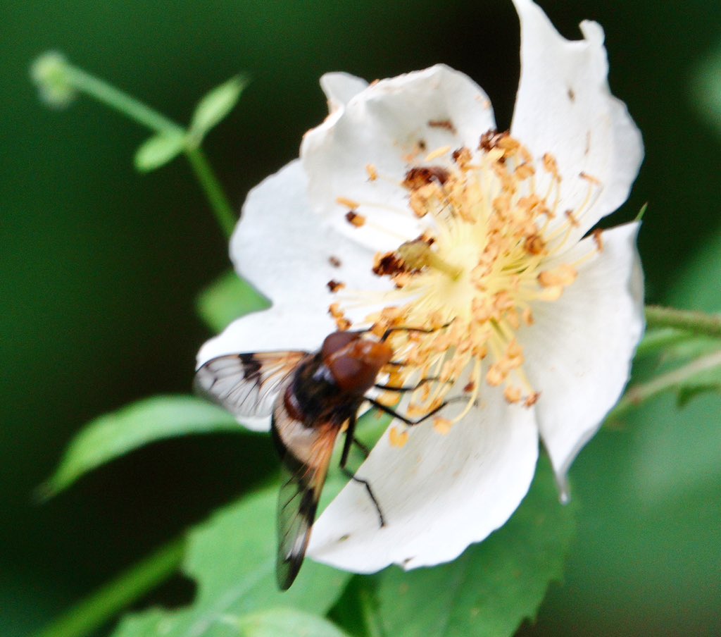 Volucella pellucens two seen along the banks of Horner Water