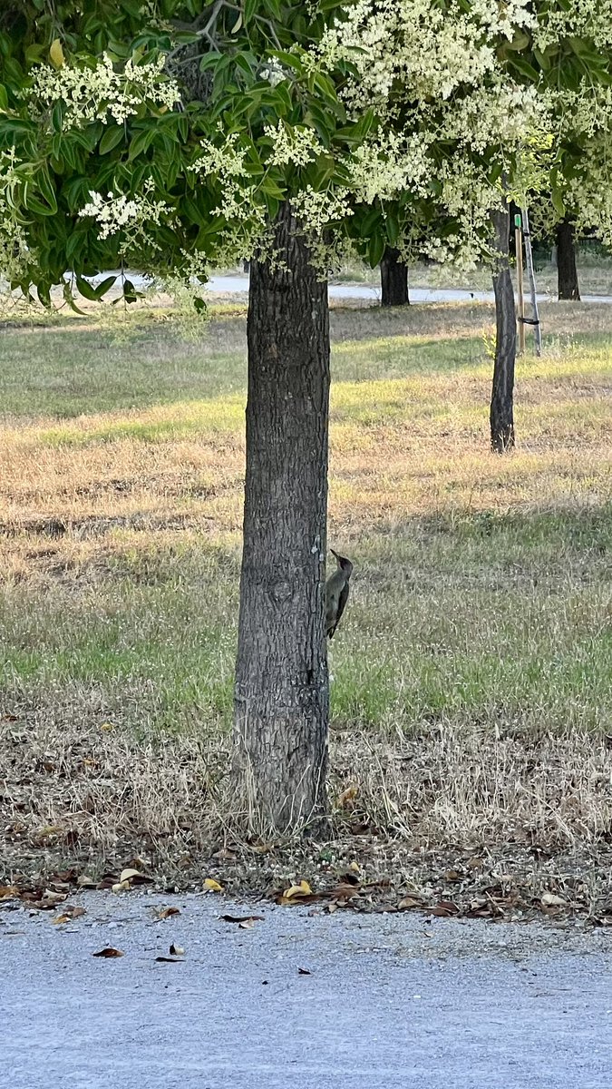 Mónica Gómez-Vadillo tweet media