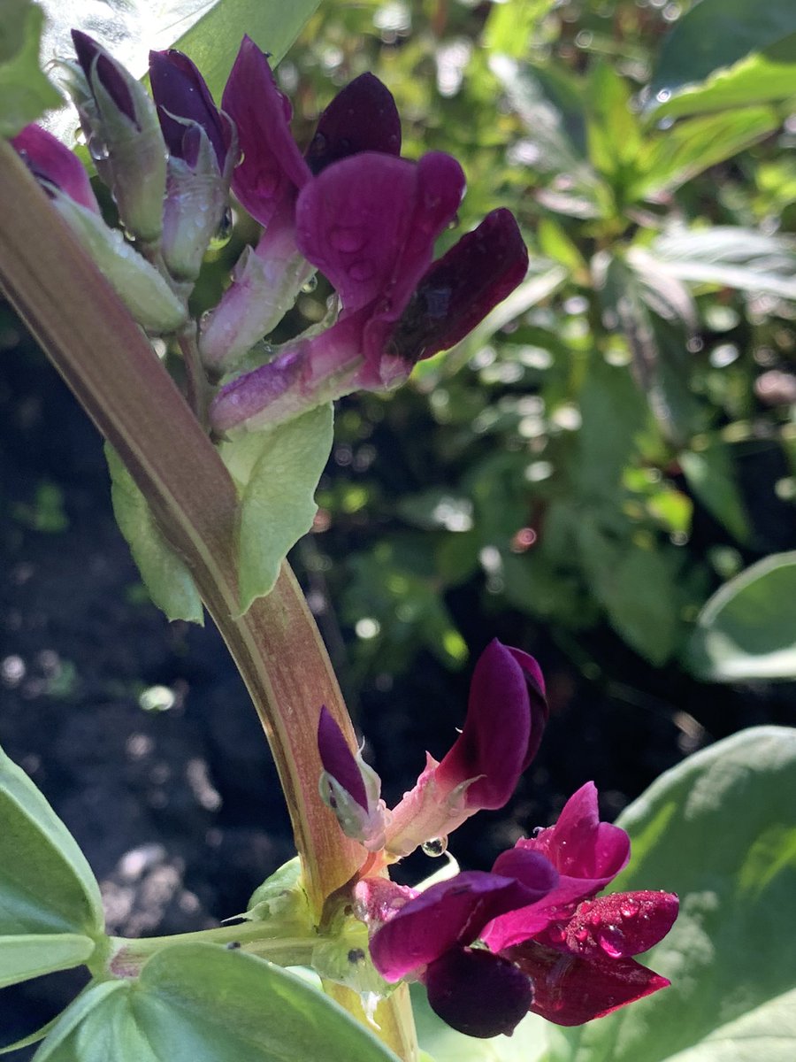 A Stairmand-Jackson tweet media