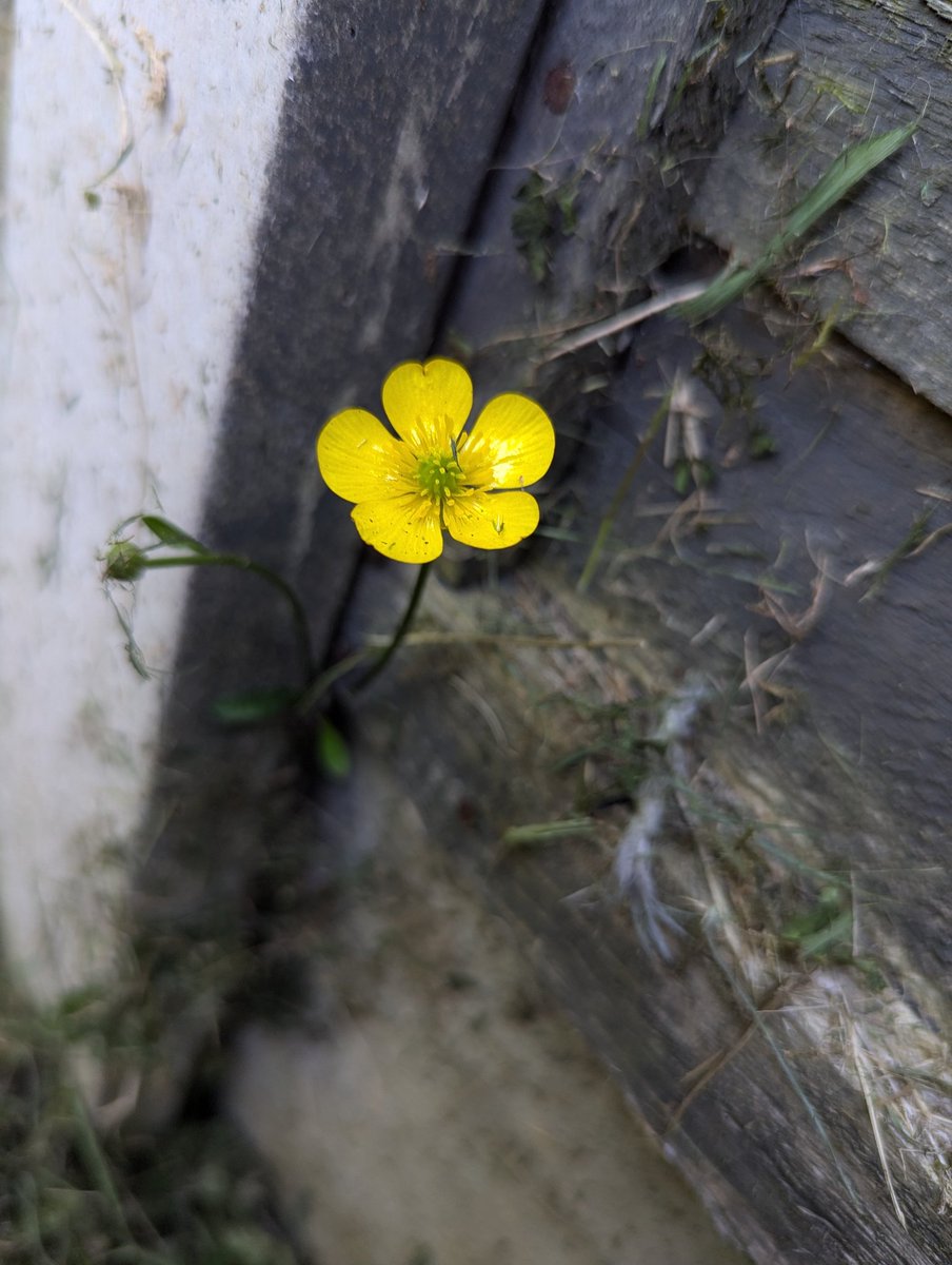 Spiderjamz's tweet image. Wild flower