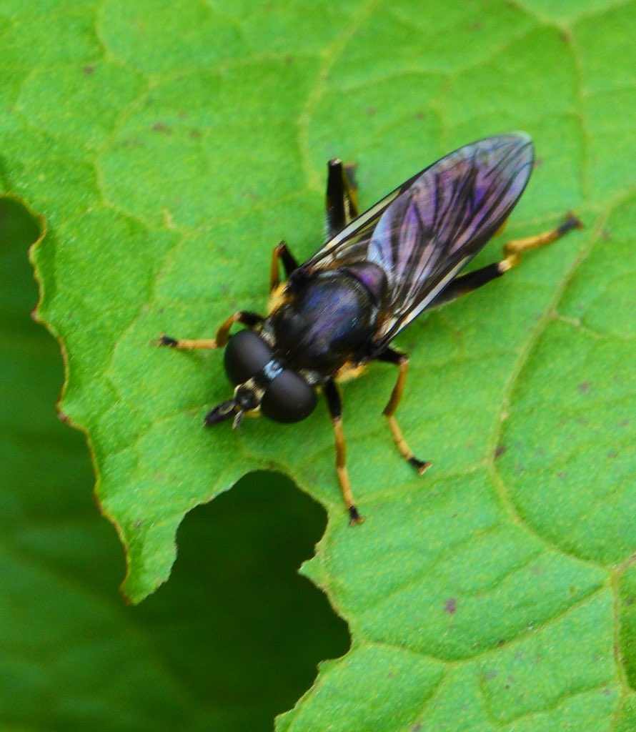 Xylitol sylvarum 
Golden tailed leaf licker. I think.There were about twenty licking leaves   In one patch up Horner Water .Maybe freshly emerged🤔 they have a wide 'tongue' they sweep back and forth across a leaf .