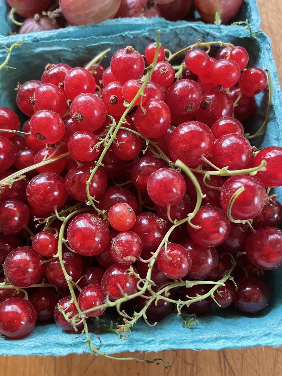 Red Gooseberries and Red Currants from the Schenectady Green Market #NYProduce