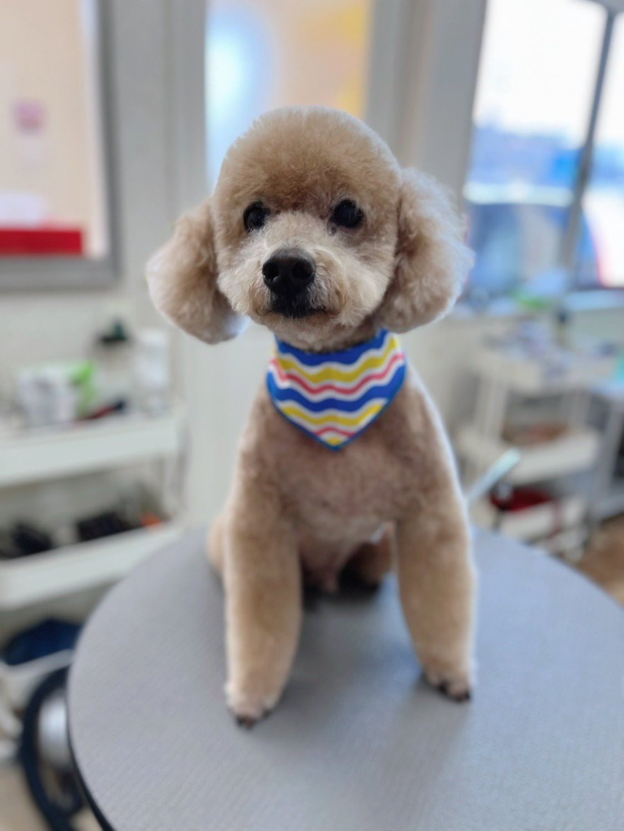 lovedog_mana's tweet photo. レンくん、ロキ君兄弟がご来店でしたー！！
2人ともお母さんとお父さんが大好きな甘えん坊兄弟です🥰
 #ドッグサロンmana 
 #トリミングサロン 
 #トイプードル https://t.co/IWqWH8Mgac