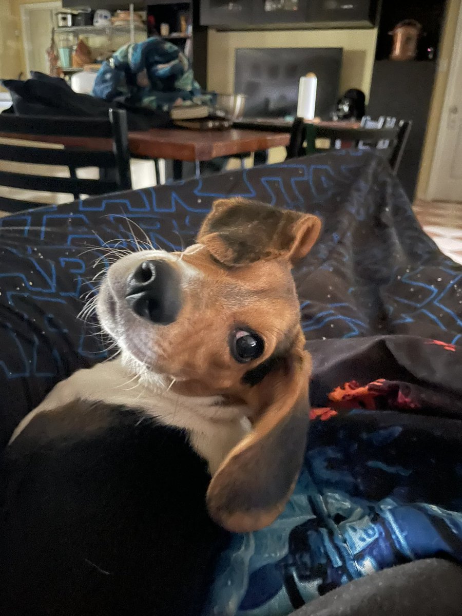 Beagles will eventually grow into their ears, right <a href="/beaglefacts/">Beagle Facts</a> ?