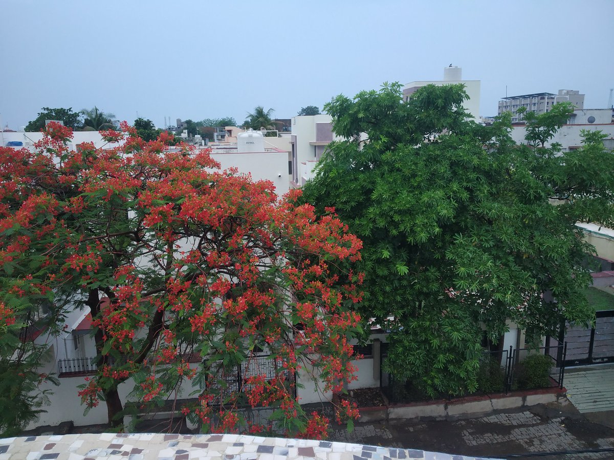 joshiaditi19's tweet photo. Raindrops dance on leaves, a symphony of nature's rhythms. Refreshing showers bring life anew. 🌧️🌿 #Nature #RainyDay
#Shatrunjayahills
#monsoonview
#Naturelover https://t.co/kj7wFE4qpD