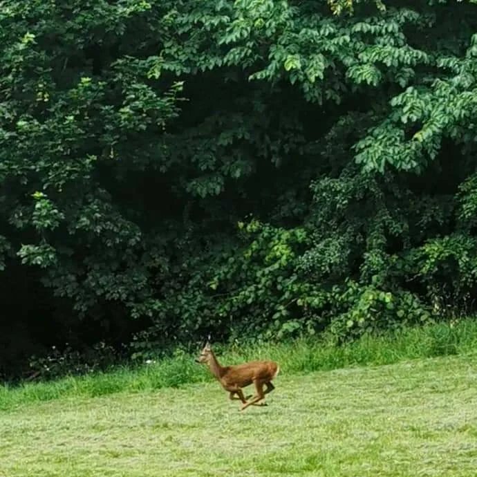 🐕 "we went to the park today and I saw a deer!" 🦌