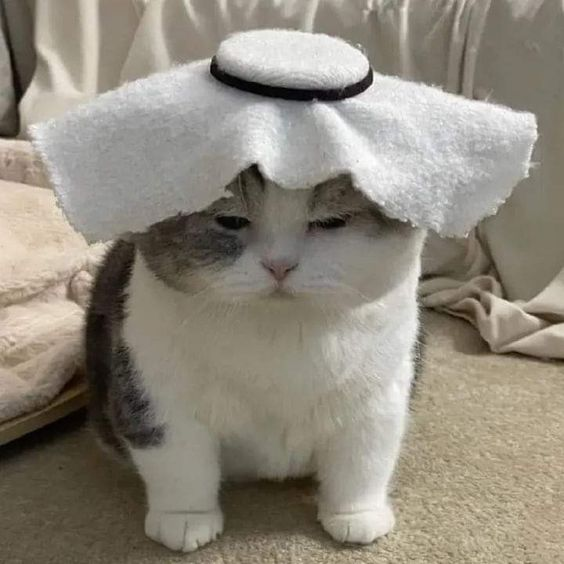 kevinwhitetries's tweet photo. @Kiko_CryptoFTW #Allahchi Is taking a long time to bond because of the massive god candle he's preparing

Bk5P4BBLyioFCNPdNggERBTBjYGmGYd959KmgFHfpump https://t.co/ZCp7d0esdn